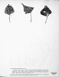 Trochila populorum image